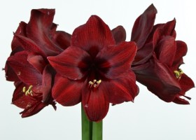 hippeastrum Benfica (1)